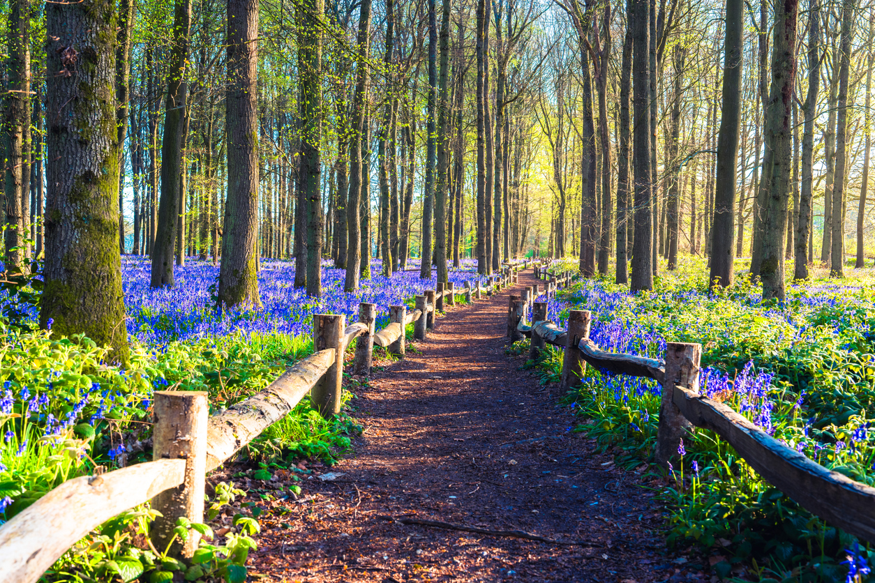 wooded path